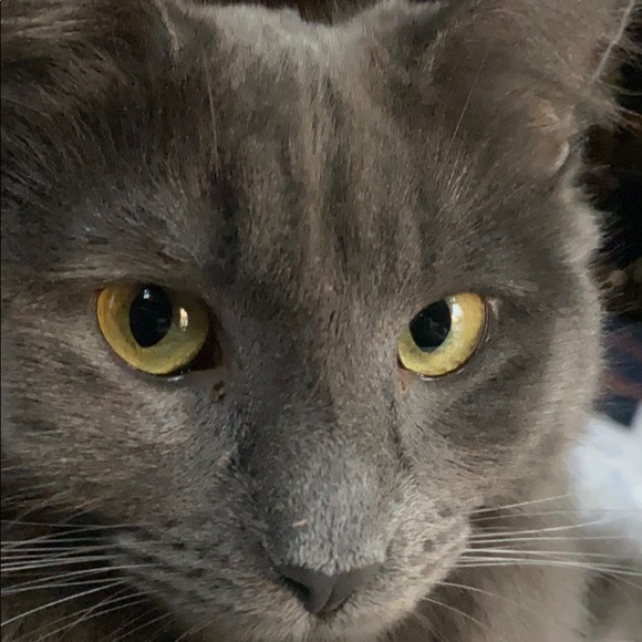 Meet your Posher, Robin - Picture 1 of 1